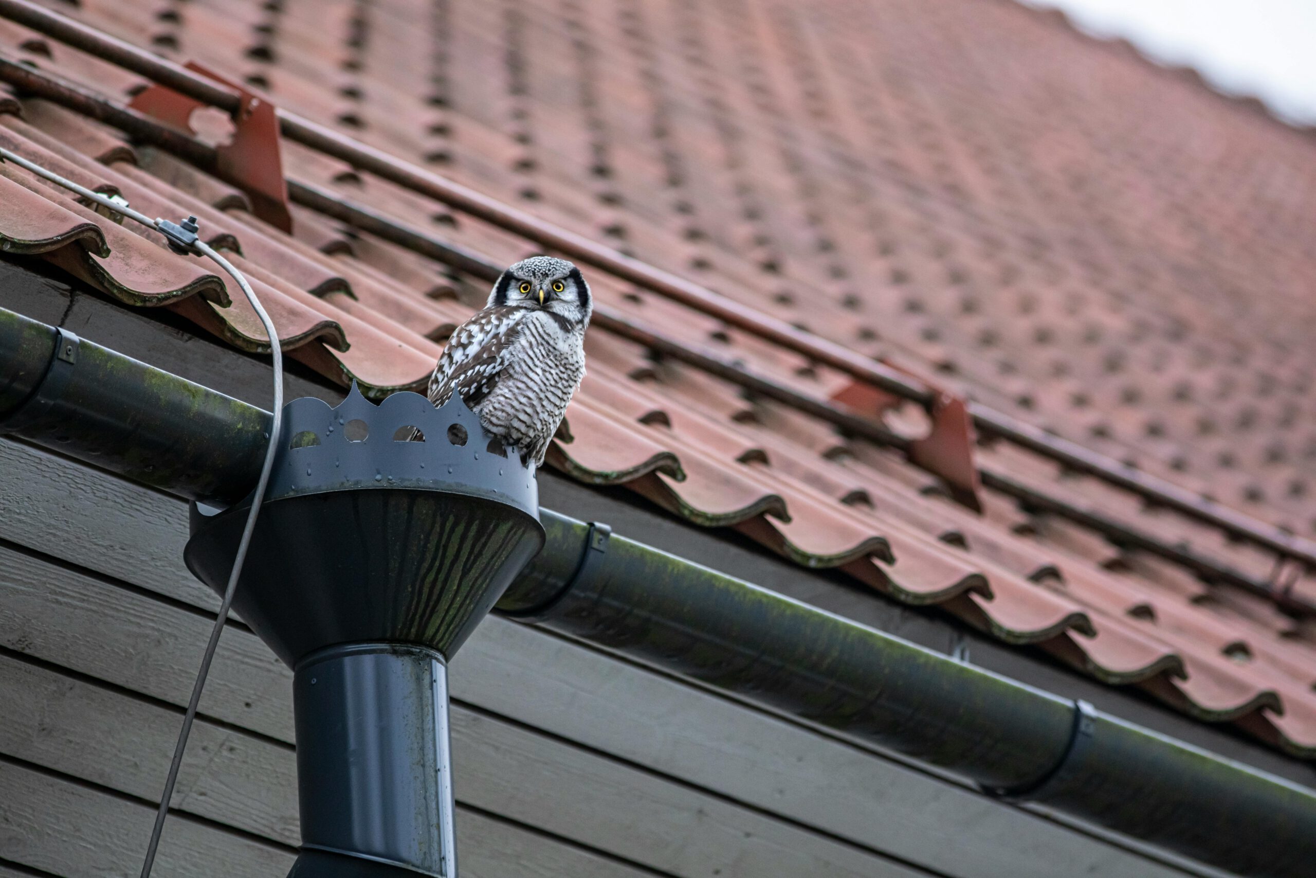 Gutter Installation Jacksonville FL: Premier Service for Seamless Home Protection